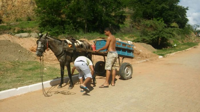 cavalo cai no figueirinha