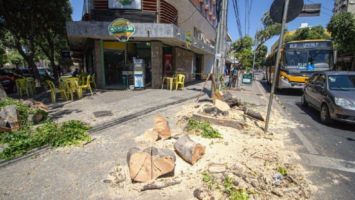 árvores cortadas no centro da cidade