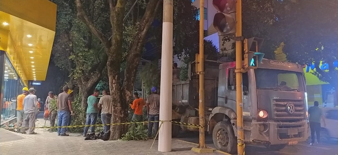 11 árvores cortadas por cd no centro de valadares