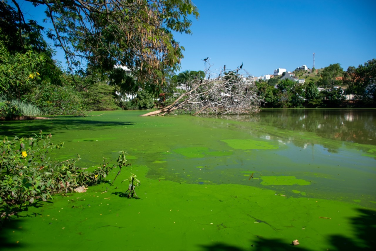 cianobactéria transforma lagoa santa em campo verde