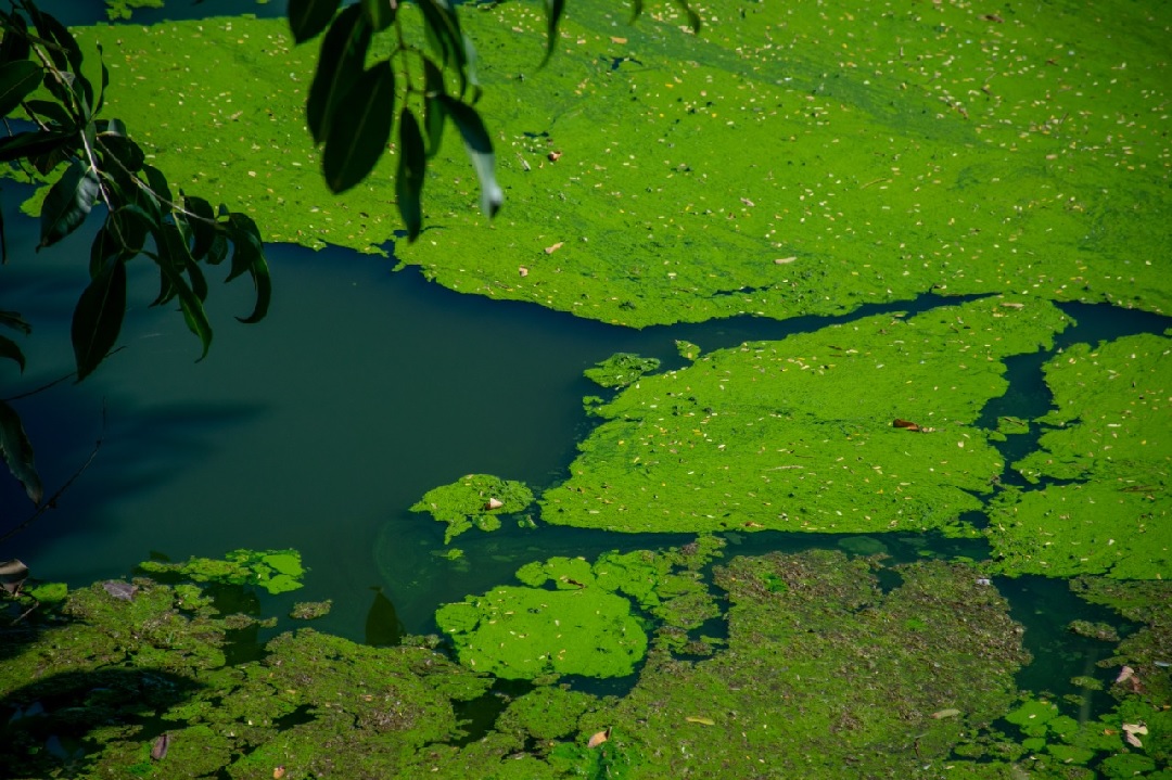 cianobactéria transforma lagoa santa em campo verde