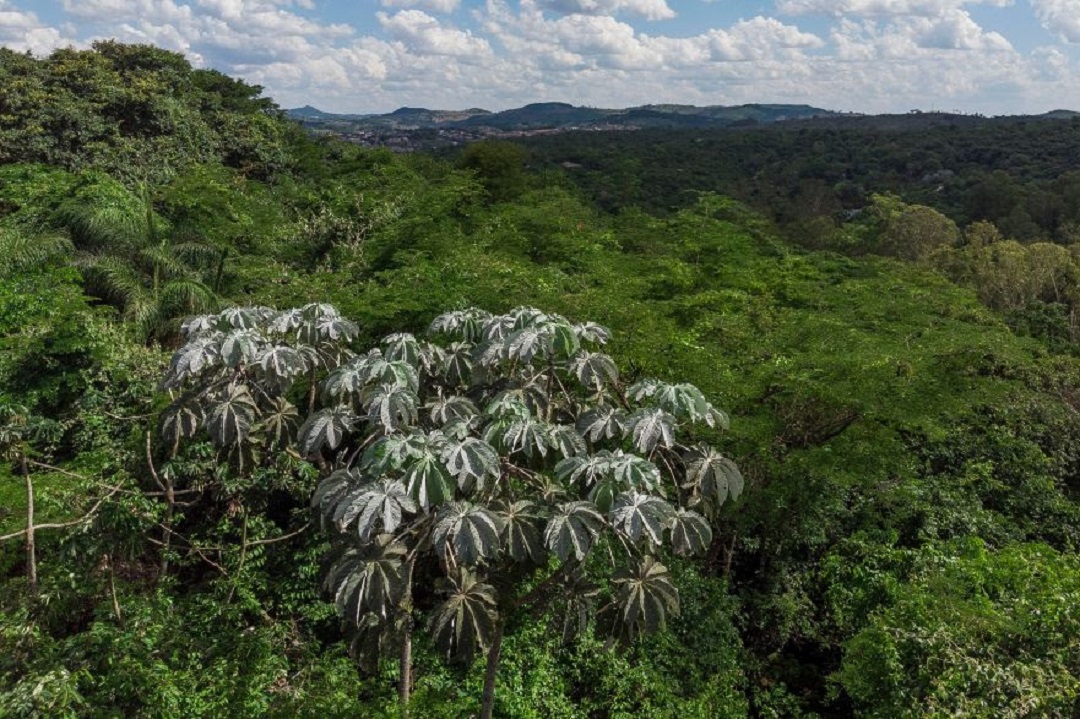 inhotim fará exposição sobre espécies de árvores na semana do meio ambiente