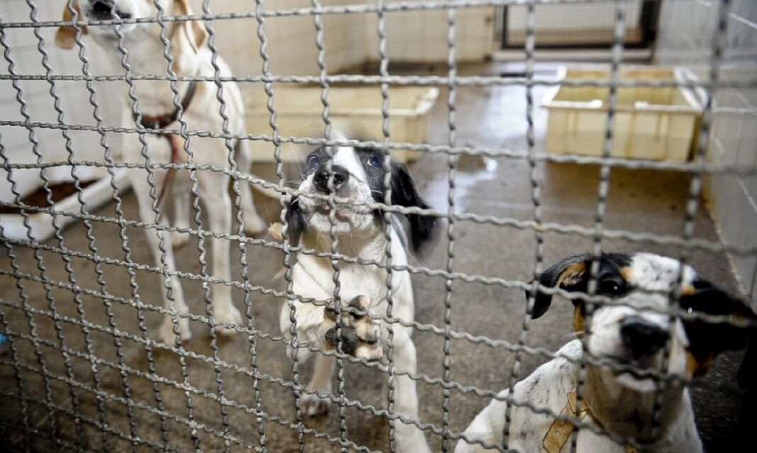 lei proíbe sacrifício de animais foi publicada nesta quinta dia 21