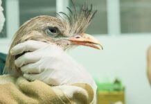 Impressora 3D ajuda a recuperar bico de seriema em zoo de SP