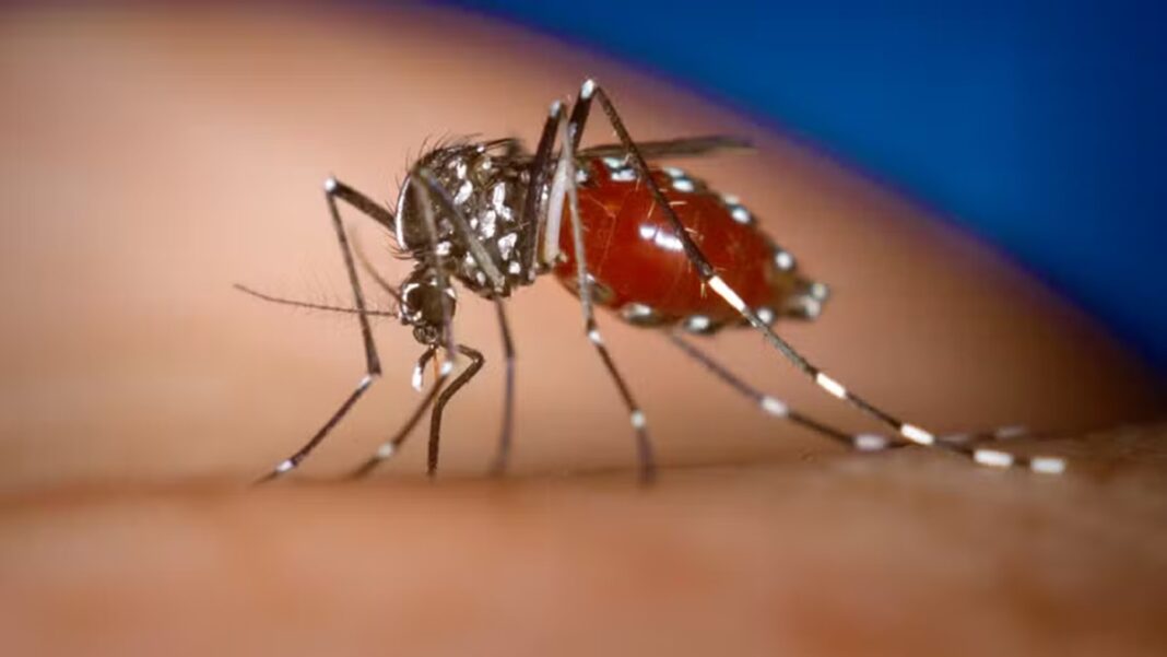 Valadares tem quase 2 mil casos prováveis de dengue