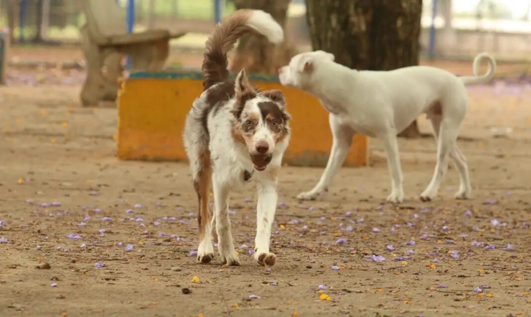 Fevereiro Roxo conscientiza sobre Doenças Degenerativas em Animais Idosos