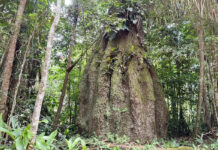 Congresso terá sete em cada dez parlamentares contra agenda ambiental Congresso terá sete em cada dez parlamentares contra agenda ambiental